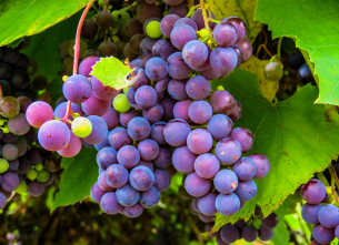 Grape harvest festival